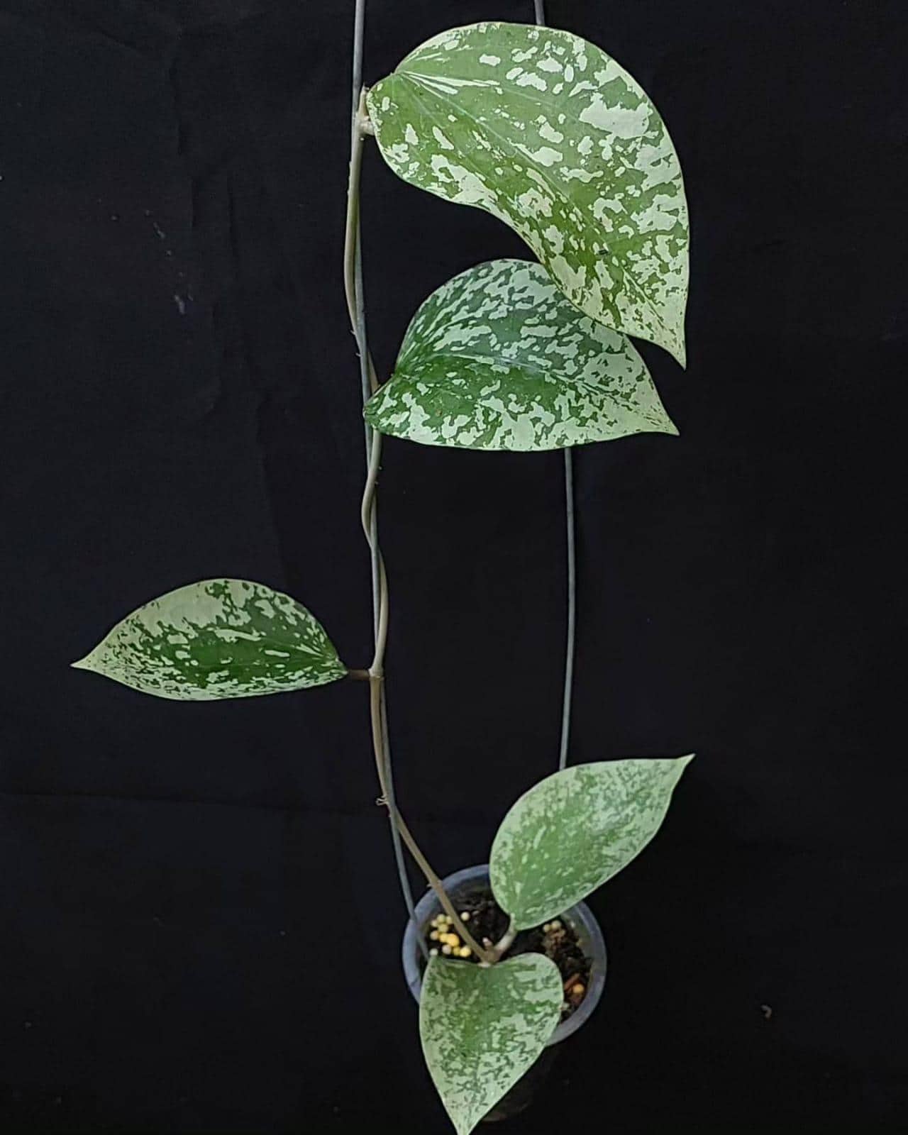 Hoya glabra - Etsy 日本