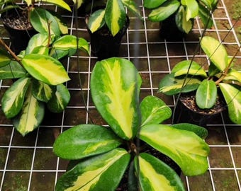 US Seller- Hoya Diversifolia Maharani Variegata VERY Rare - ONE