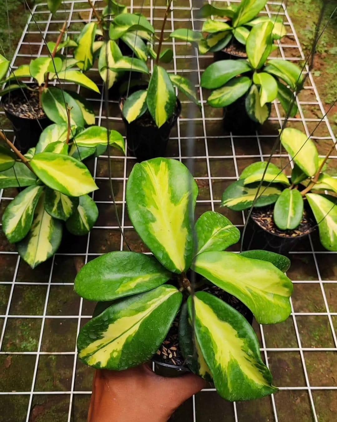 1 アロカシア　マハラニ　ゴールド アロカシア マハラニ ゴールド 黄金斑入り – JolieNursery