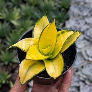 May include: A potted snake plant with bright yellow and green leaves. The leaves are thick, with a pointed shape and a variegated pattern. The plant is in a black pot, with a blurred background.