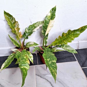 May include: Two potted plants with large, variegated leaves. The leaves display a mix of green, white, and yellow hues. The plants are in small brown pots, set against a white wall and a tiled floor.
