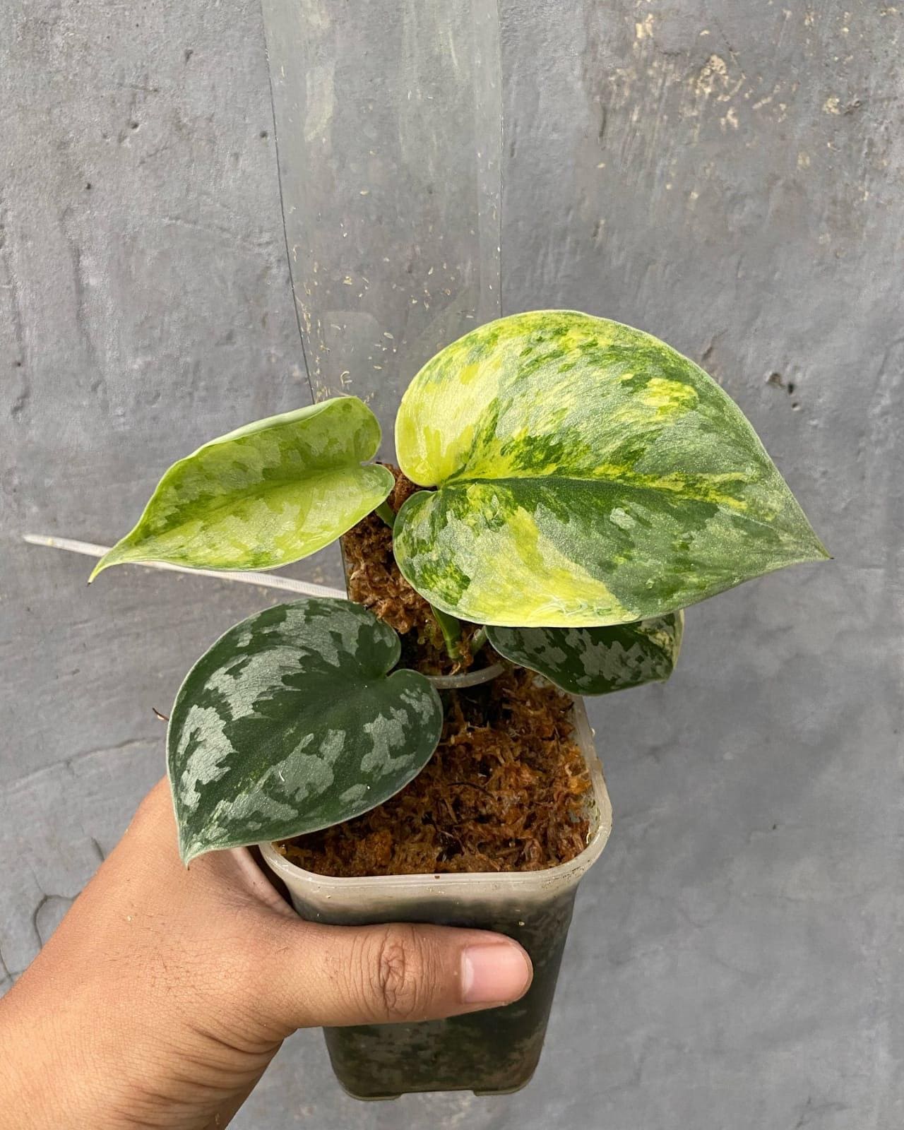 (December⭐︎)スキンダプサス バクダパティp1 ダークフォーム Scindapsus Bakudapati - Etsy