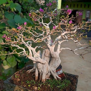 aktualne drzewo - Bonsai Bougainville Galbra (duży rozmiar) - najlepszy charakter bonsai