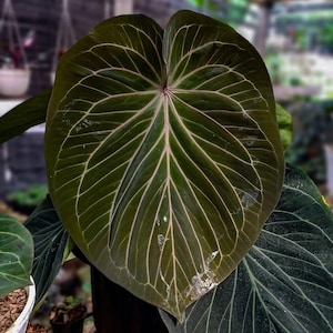 Anthurium king of spades plant - Etsy 日本