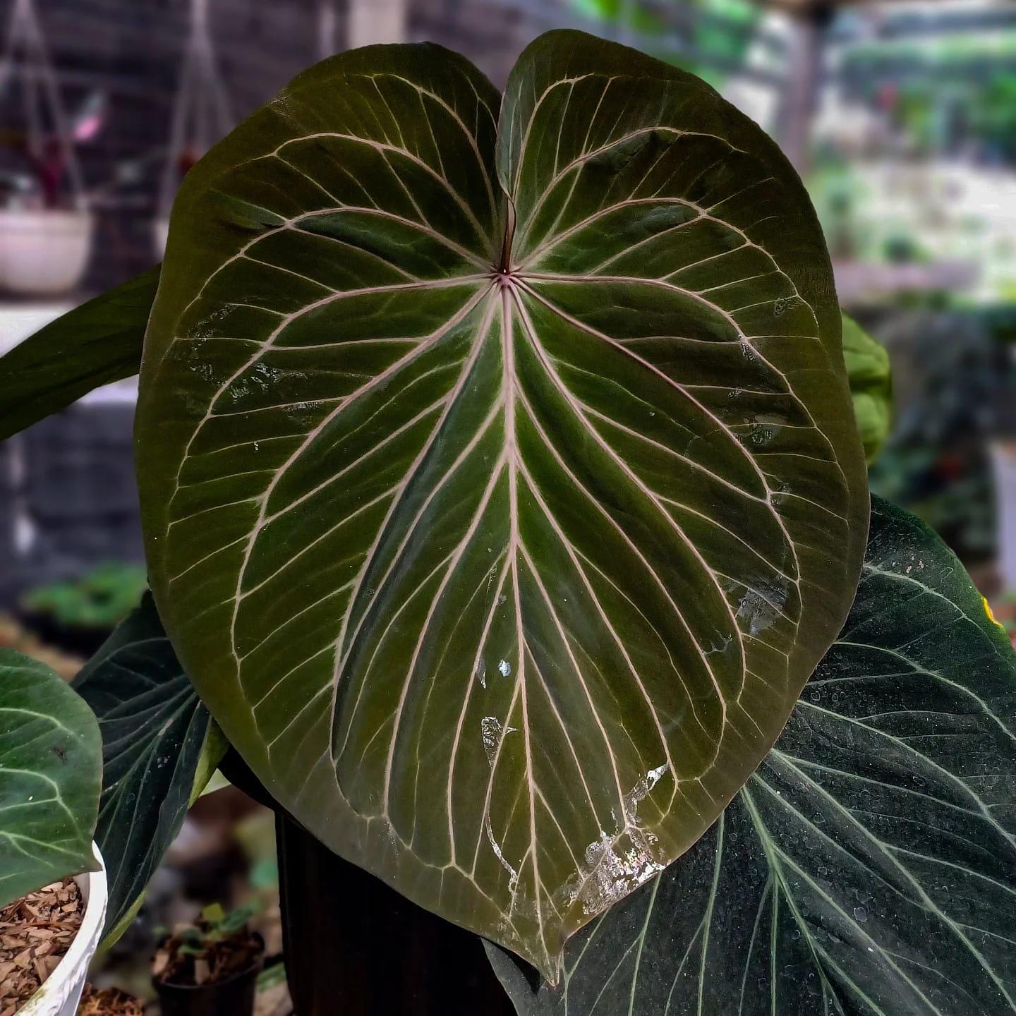 Anthurium King of Spades アンスリウム Anthurium king of spades plant - Etsy 日本