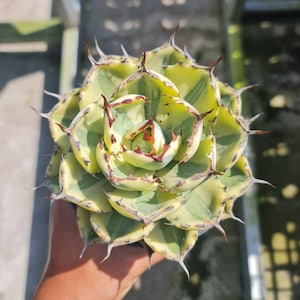 May include: A close-up of an Agave plant, showcasing its rosette shape. The succulent features green and yellow variegated leaves with red-brown tips and sharp, spiky edges. The plant is a vibrant display of natural textures and colors.