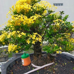 rzeczywiste drzewo - Bonsai Saraca asoca - Saraca indica bonsai (żółty kwiat) - najlepszy charakter bonsai