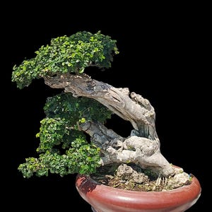 May include: A bonsai tree with a weathered, light gray trunk and vibrant green leaves. The tree is planted in a reddish-brown ceramic pot. The background is solid black, highlighting the tree's form and texture.