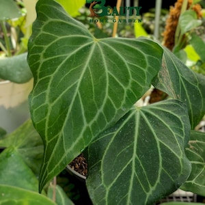 Anthurium Delta Force X clarinerfium - rare anthurium - anthurium variegated