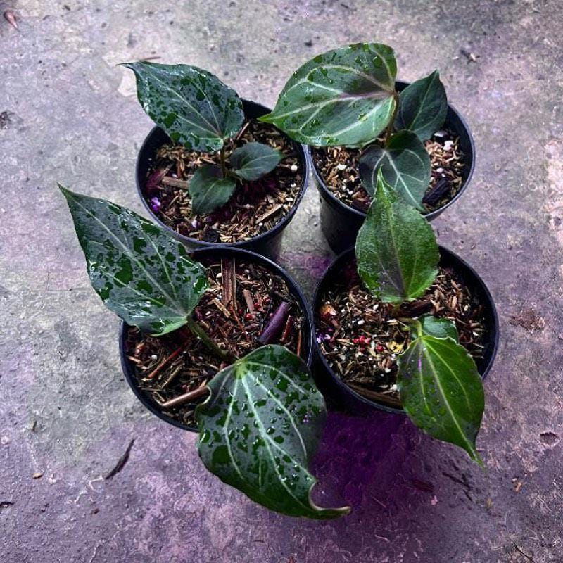 Anthurium King of Spades Butterfly - Etsy