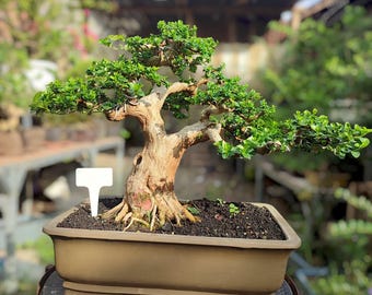 Árbol real - Bonsái Premna Microphylla - el mejor bonsái del mundo - el bonsái con mejor carácter