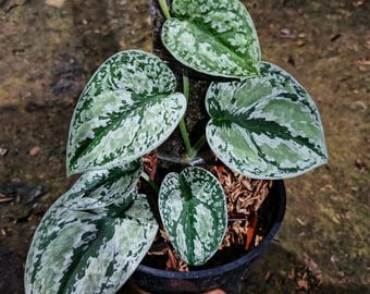 Scindapsus tricolor plateado raro scindapsus abigarrado