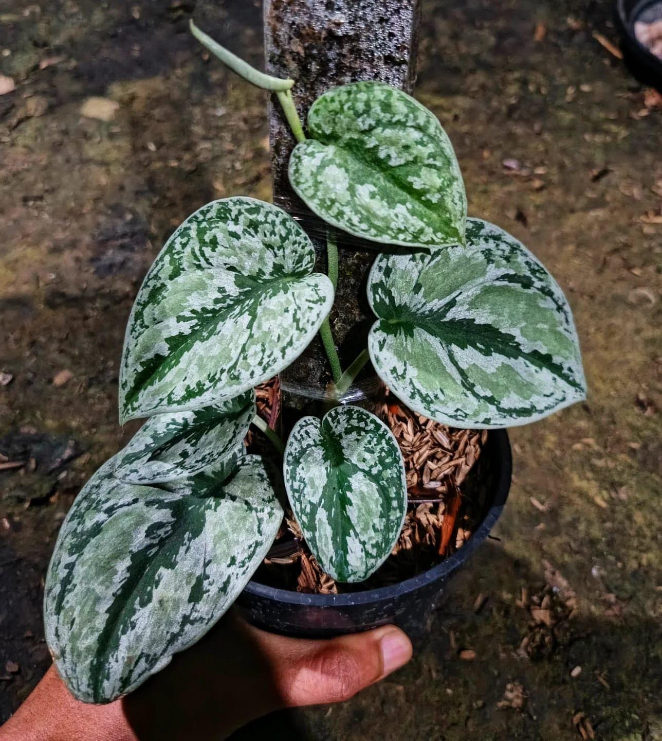 Scindapsus Matcha - Etsy