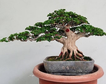 actuele boom - Bonsai Premna Microphylla natuurlijke stijl - bonsaiboom beste karakter