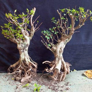 aktualne drzewo - Bonsai Bougainville Galbra 2tree - drzewo bonsai o najlepszym charakterze