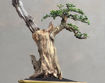 Árbol real - Bonsái maclura / bonsái cudrania - bonsái con el mejor carácter, estilo tanuki