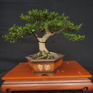 May include: A bonsai tree with green foliage and a textured trunk is displayed in a brown ceramic pot. The pot sits on a wooden stand with a reddish-brown finish. The pot has Chinese characters on the front.