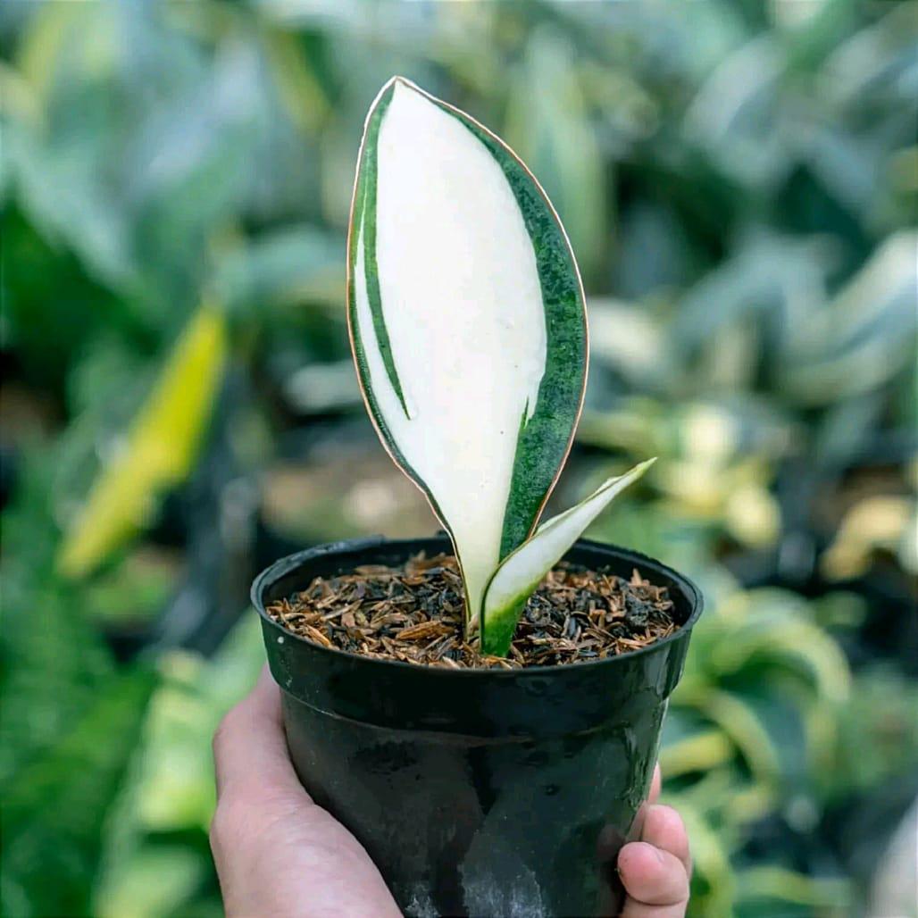 Whale Fin Sansevieria - Etsy Sweden