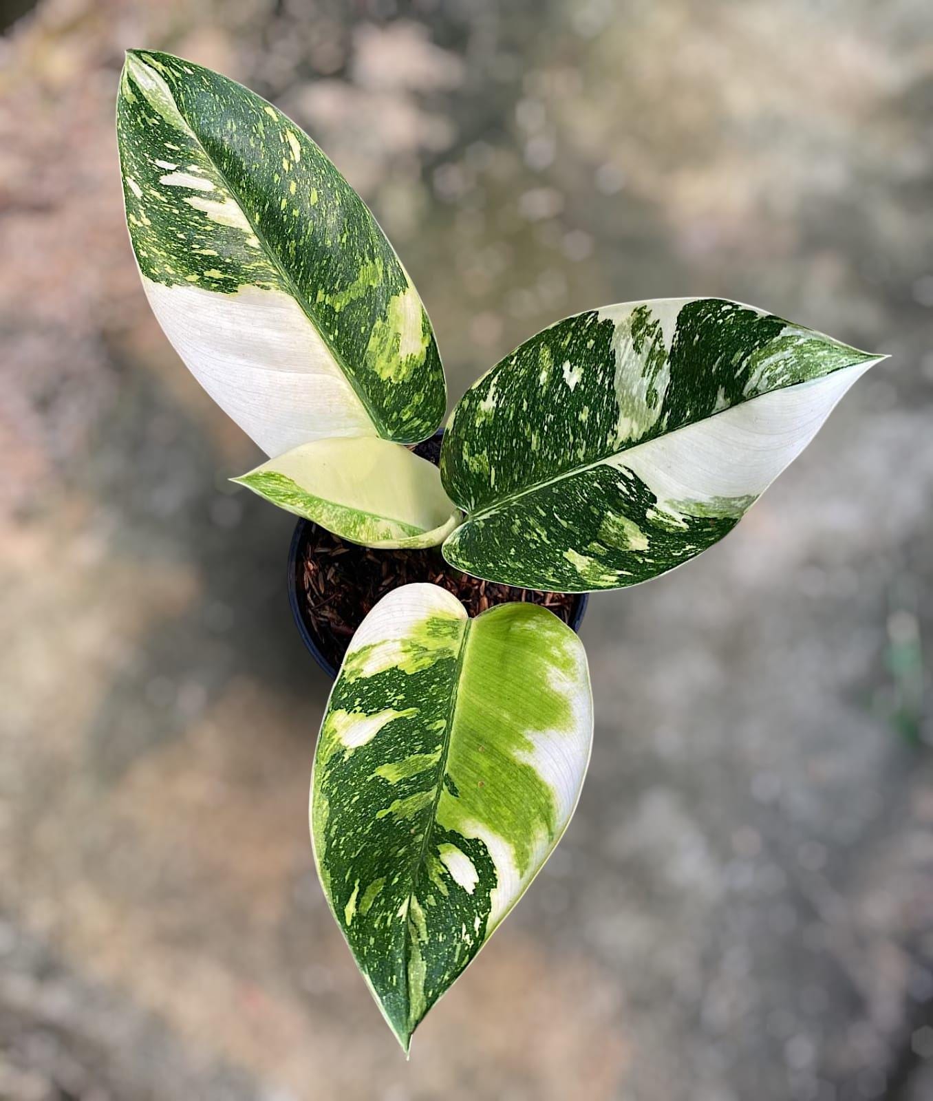 Variegated philodendron congo - Etsy 日本