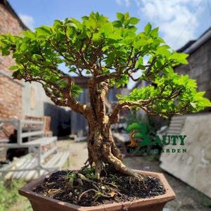 aktualne drzewo - Bonsai Bougainville Galbra - bonsai najlepsza postać