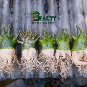 Puede incluir: Se muestran cinco plantas de rosa del desierto con raíces expuestas, numeradas del 2 al 5. Las plantas tienen copas verdes y bases blancas, con raíces visibles. El logotipo de Beauty Home Garden está en la esquina superior derecha.