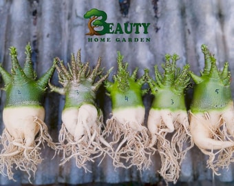 10plantas Adenium ARABICUM GODJI - bonsai adenium mejor carácter