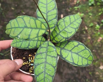 Hoya calistophylla rare hoya plant variegated house plant