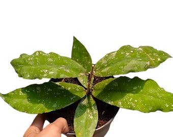 Hoya undulata, planta hoya rara, planta de interior abigarrada