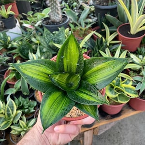 May include: A potted snake plant with striking green and yellow striped leaves. The plant is in a small, round, brown pot, held by a person's hand. Other plants are visible in the background.