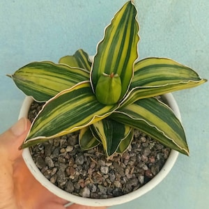 May include: A potted Sansevieria plant with green and yellow striped leaves and white edges. The plant sits in a white ceramic pot filled with small gray stones. The background is a light blue.