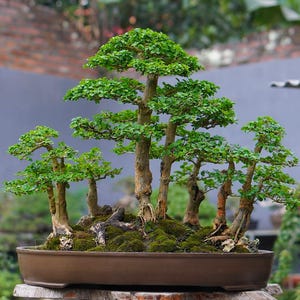 actual tree bonsai Maclura / bonsai cudrania - gruping style forest bonsai best character