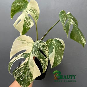 10plants Monstera albo variegated - monstera white Tiger variegated // monstera variegated