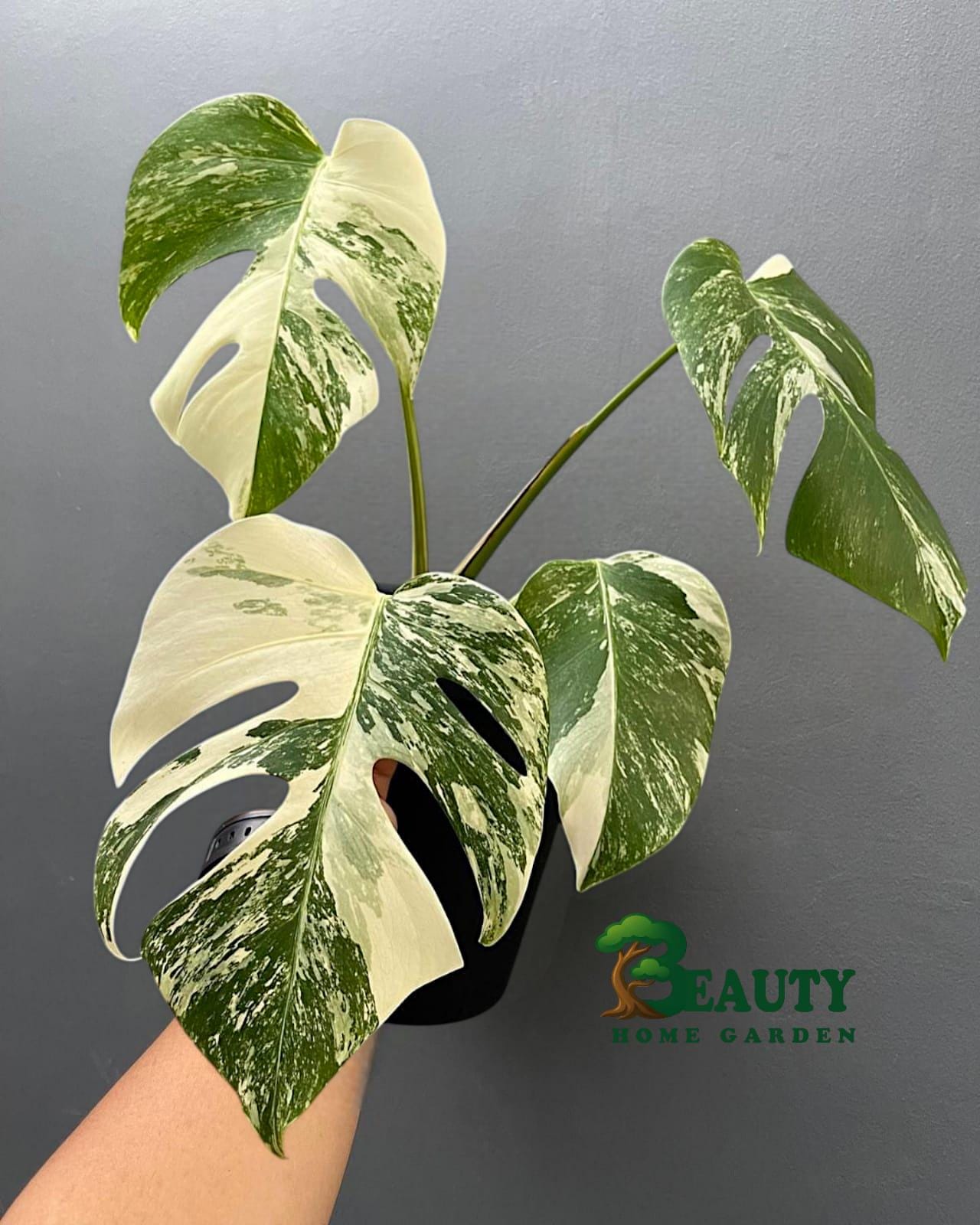 Bulbasaur monstera - Etsy 日本