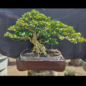 actual tree bonsai Maclura / bonsai cudrania old bonsai best character tree rare bonsai