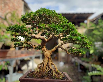 actual tree - Bonsai Premna Microphylla natural style - bonsai tree best character