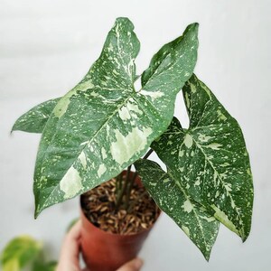 Philodendron Panda - Etsy Ireland