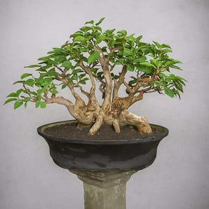 prawdziwe drzewo - Bonsai Bougainville Galbra - drzewo bonsai w stylu rafa