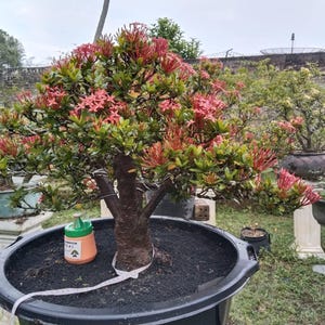 rzeczywiste drzewo - Bonsai Saraca asoca - Ixora javanica bonsai (czerwony kwiat) - najlepsza postać bonsai