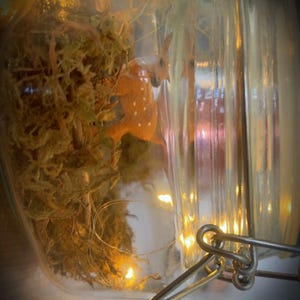 Può includere: Un barattolo di vetro con chiusura in metallo contiene una piccola statuina di cervo con macchie bianche, circondata da muschio secco e illuminata da minuscole lucine. Il barattolo è parzialmente aperto, creando un'esposizione decorativa stravagante.