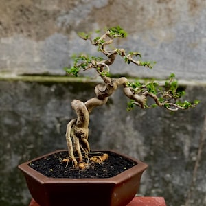 Living Tree Premna Microphylla Bonsai Tree