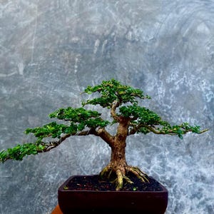 Living Tree Premna Microphylla Bonsai Tree
