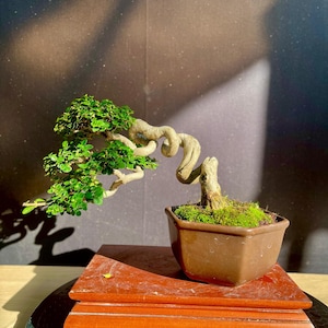 Living Tree Premna Microphylla Bonsai Tree