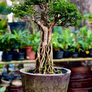 Living Tree Premna Microphylla Bonsai Tree