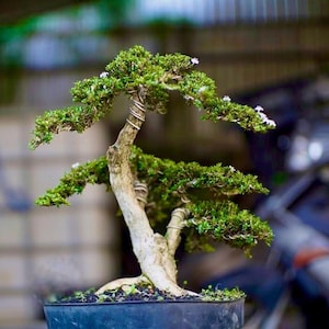 Living Tree Serissa Japonica Micro Bonsai Tree Small Size