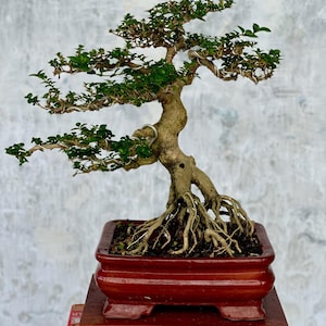 Living Tree Sancang Premna Microphylla Bonsai Tree