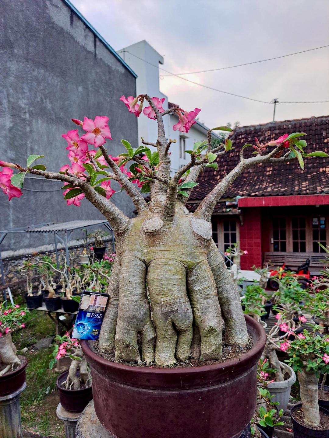 Living Tree Adenium Long Codex - Obesum Somalen - Best Character Tree ...