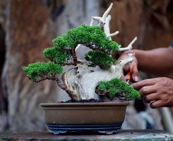 TK　ビャクシン 生きた木 ビャクシン サルジェンティ タヌキ風盆栽 中型 - Etsy 日本