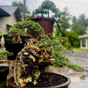 Living Tree Premna Microphylla On The Rock Bonsai Tree