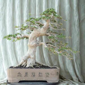 Lebender Baum Premna Microphylla Bonsai Baum Sancang - Mittlere Größe