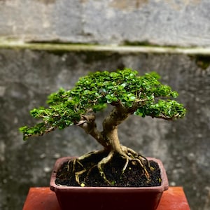 Living Tree Premna Microphylla Bonsai Tree